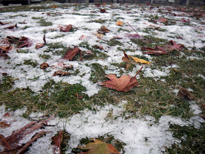 First snow over grass and fall leaves