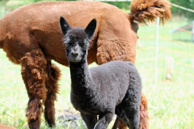 Bella Noche stands oblivious to her half-brother's pending birth