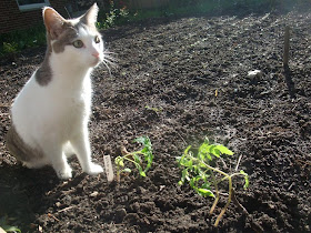 cat in garden, protect tomato plants