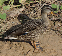 Ánade real o azulón (Anas platyrhynchos)​ 