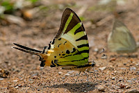 Graphium antiphates