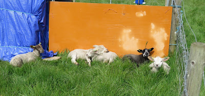 Image: Lambs in the sunshine on the HenSafe smallholding