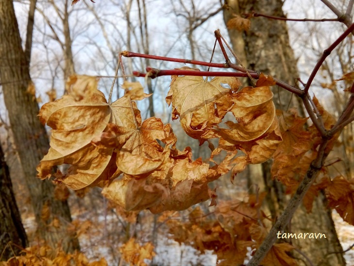 Клён ложнозибольдов (Acer pseudosieboldianum)