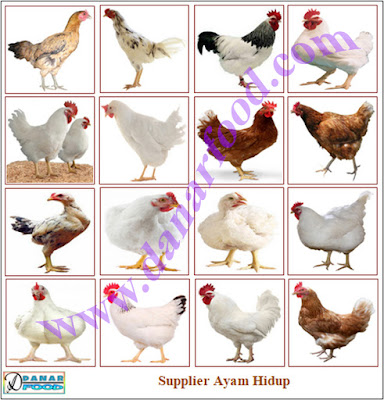 Agen Ayam Hidup / Reseller Ayam Hidup / Distributor Ayam Hidup / Produsen Ayam Hidup / Supplier Ayam Hidup / Pabrik Ayam Hidup / Dealer Ayam Hidup / Importir Ayam Hidup / Eksportir Ayam Hidup / Dropshipper Ayam Hidup / Industri Ayam Hidup / Stockist Ayam Hidup / Perusahaan Ayam Hidup / Grosir Ayam Hidup / Kios Ayam Hidup / Stand Ayam Hidup / Pemasok Ayam Hidup / Pedagang Ayam Hidup / Penyalur Ayam Hidup / Penyuplai Ayam Hidup / Toko Ayam Hidup / Depot Ayam Hidup / Gerai Ayam Hidup / Kedai Ayam Hidup / Penjual Ayam Hidup / Warung Ayam Hidup / Jual Ayam Hidup / Beli Ayam Hidup / Usaha Dagang (UD) Ayam Hidup / Perseroan Terbatas (PT) Ayam Hidup / Commanditaire Vennontschap (CV) Ayam Hidup / Pengusaha Ayam Hidup / Juragan Ayam Hidup / Wirausaha Ayam Hidup / Wiraswasta Ayam Hidup / Usahawan Ayam Hidup / Saudagar Ayam Hidup / Penjaja Ayam Hidup / Toko Online Ayam Hidup / Broker Ayam Hidup / Bakul Ayam Hidup / Depo Ayam Hidup / Depo Waroeng Ayam Hidup