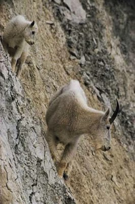 kambing gunung pemanjat tebing