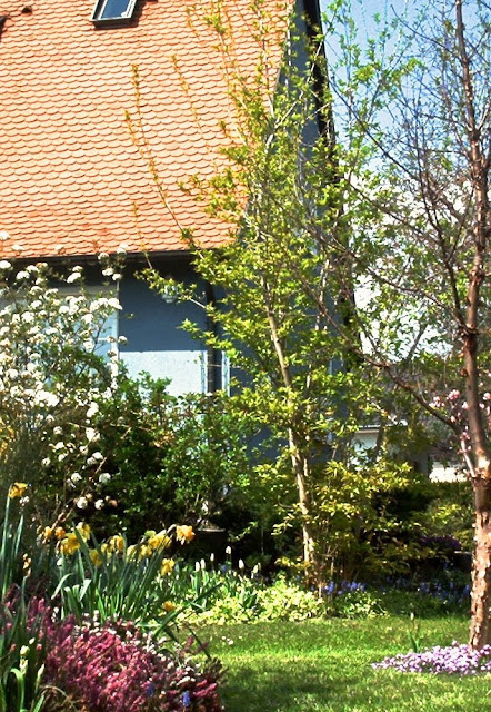 Erable de Tartarie, arbre de jardin, feuillage automne