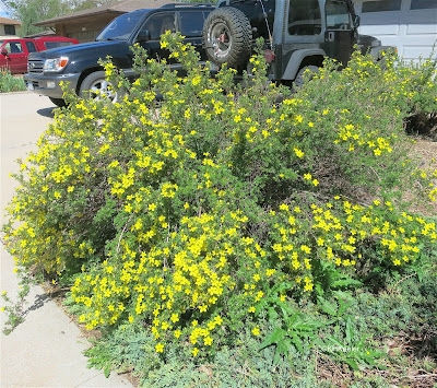 shrubby cinquefoil Dasiphora fruticosa