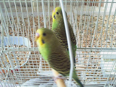 Parakeets For Sale Any Color