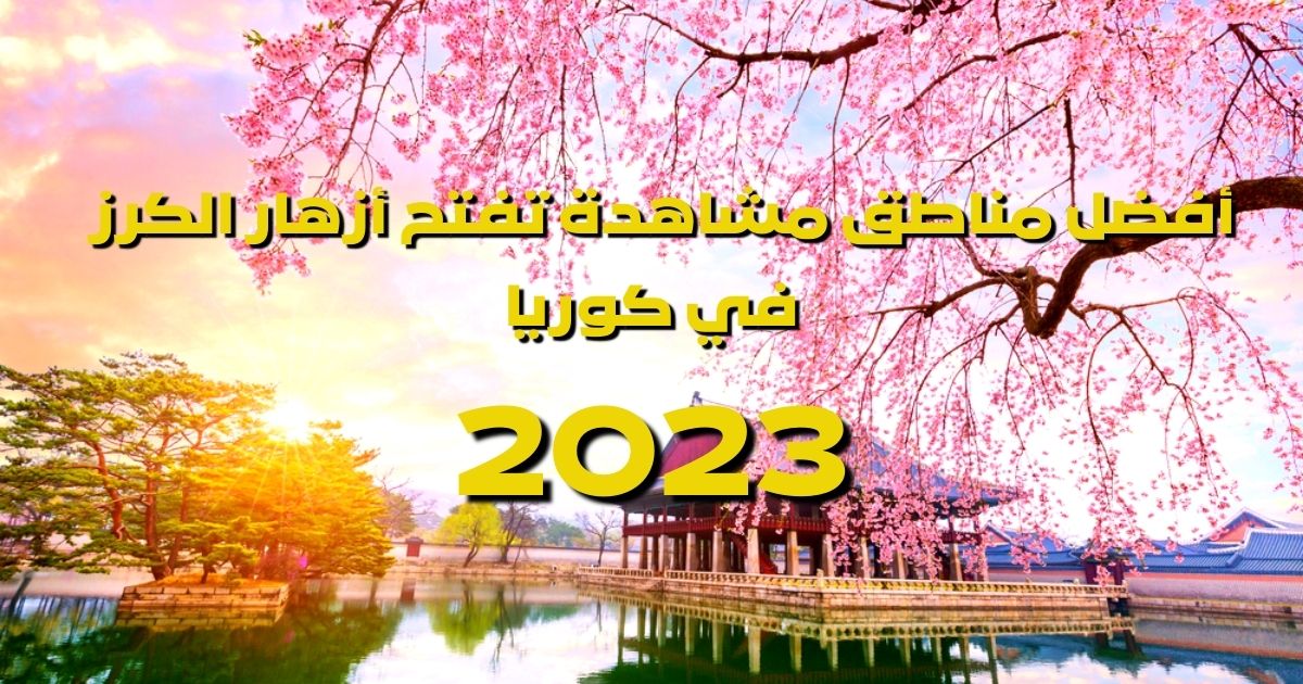 أفضل مناطق مشاهدة تفتح أزهار الكرز في كوريا 2023