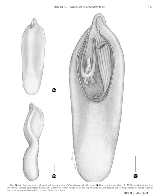 simple animal cell with labels. 2010 2010 Animal Cells animal