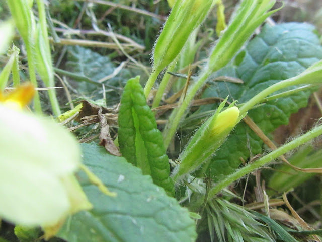 Boccioli di primula vulgaris