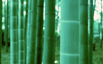 bamboo tree