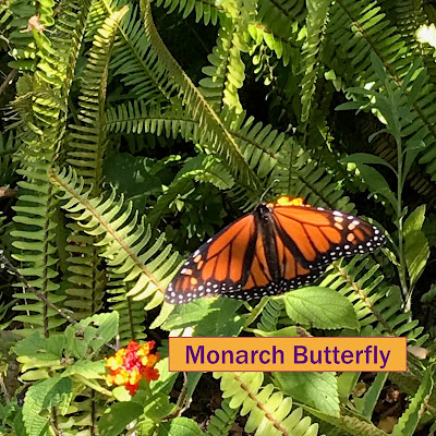 Monarch butterfly on lantana and sword fern