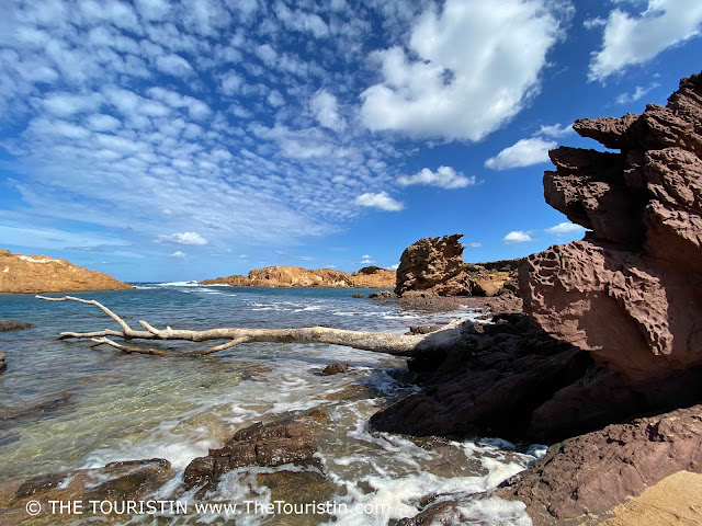 A huge driftwood trunk, and red and golden sandstone cliffs on the shore of the blue ocean under a blue sky with a few white fluffy clouds.