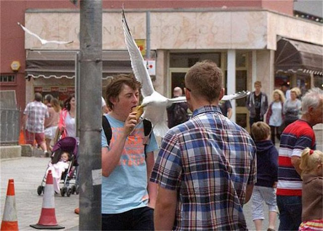 Seagull ice cream thief (10 pics), seagull steals ice cream, funny seagull, seagull pictures