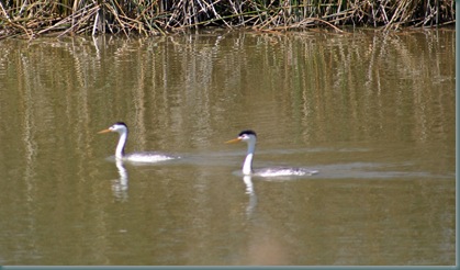 bird_refuge_alex