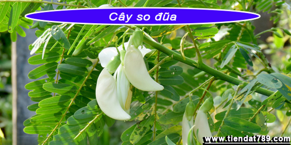 Cây So Đũa