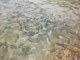 cardumen de peces en la playa de Sepultura