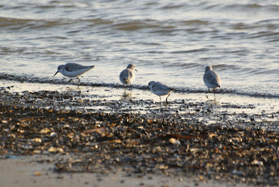 Sângril - Drieteenstrandloper - Calidris alba