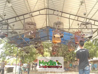 hasil lomba burung klaten, hasil lomba burung terbaru 2018, hasil lomba burung sragen, hasil lomba rajawali indonesia, burung new, jadwal lomba burung, daftar juara bnr semarang, hasil lomba agrobur, daftar juara bnr award 2017, daftar juara lomba burung kapolres cup sragen, kontes burung surabaya, video kontes burung lovebird, kontes burung murai, kontes burung anis, kontes burung kacer, kontes burung pleci, kontes burung kenari, kontes burung merpati, kontes burung konin, hasil lomba piala kapolres metro jakarta selatan, piala kapolres metro jakarta selatan, daftar juara piala kapolres metro jakarta selatan, daftar pemenang piala kapolres metro jakarta selatan, lovebird, burung lovebird, latber lodra bc, lodra bc, lokasi gantangan lodra bc, lokasi lapangan lodra bc, alamat lodra bc, jadwal latber lodra bc, jadwal latpres lodra bc, latpres lodra bc, pemenang latber lodra bc, pemenang latpres lodra bc, daftar juara latber lodra bc, daftar juara latpres lodra bc, daftar pemenang latber lodra bc, daftar pemenang latpres lodra bc, lovebird ncun ring sakti, lovebird anggun, lovebird sanca jr, kontes burung, kontes burung indramayu, kontes burung di indramayu, lomba burung indramayu, lomba burung di indramayu, lovebird noisy boy, lovebird begal lokajaya