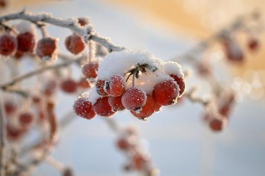 Frost on red fruit