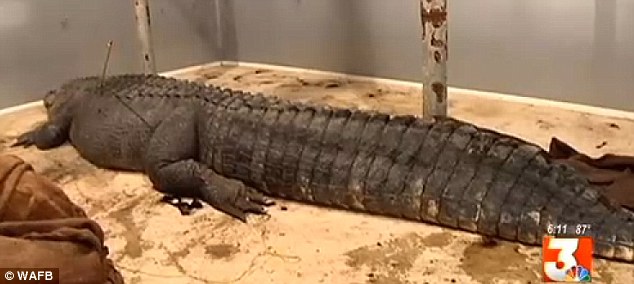 World's Biggest Alligator