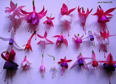 Possui muitas variedades, sendo que tanto pétalas, quanto sépalas podem ser de cores e de formas  diferentes. As cores mais comuns são vermelho, rosa, azul, violeta e branco, com diversas combinações, sem mesclas. A ramagem é pendente, mas pode haver variações, com plantas mais eretas e outras mais pendentes. O porte também varia entre as cultivares, de forma que há formas arbustivas e outras de porte herbáceo.