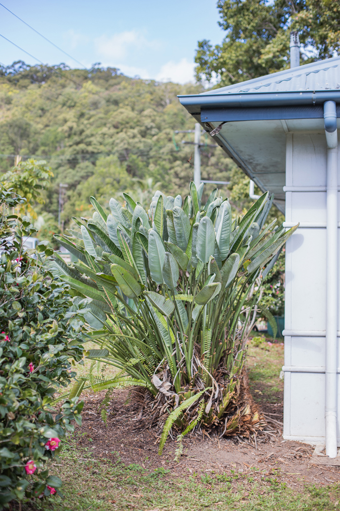 Strelitzia