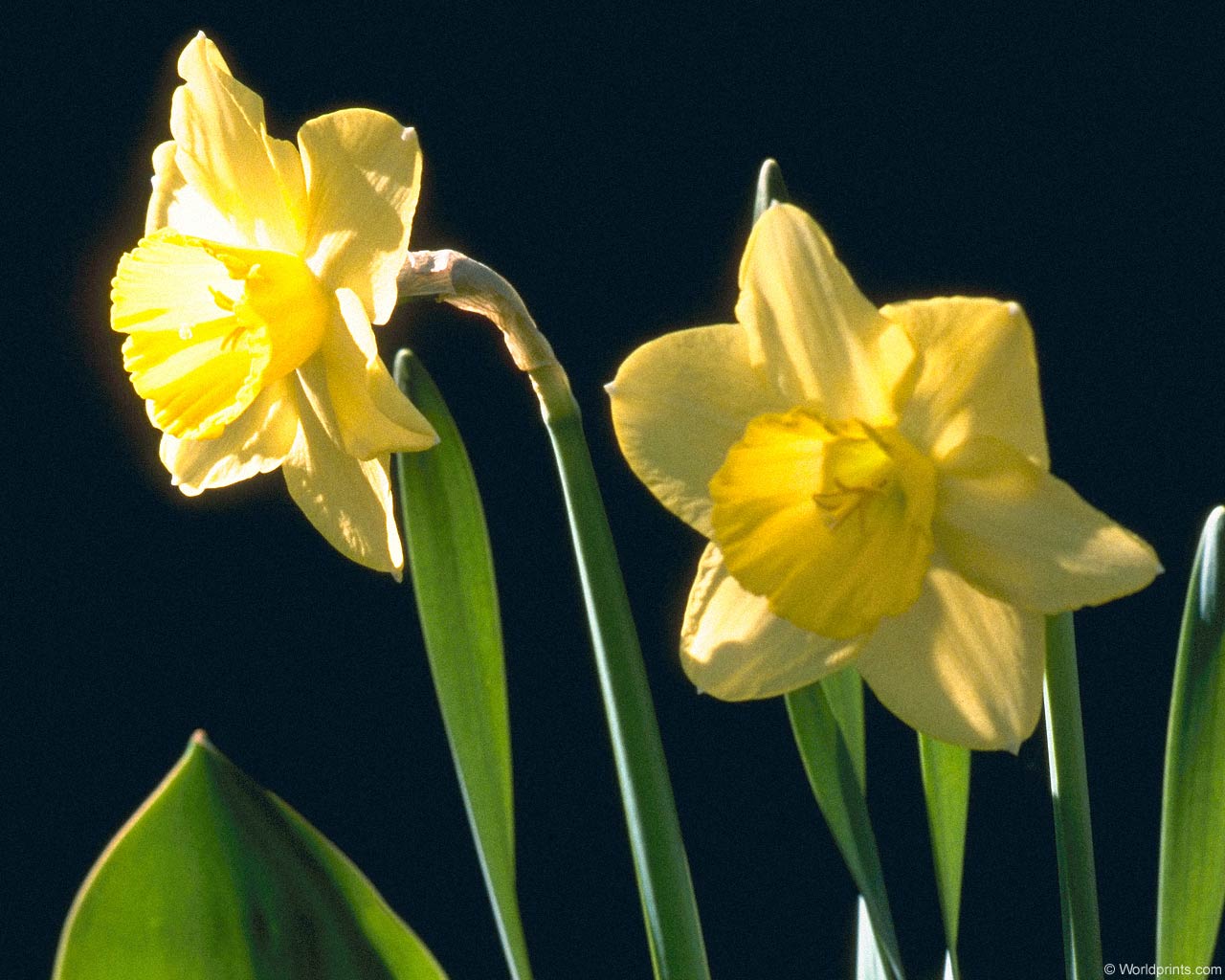 Daffodil flower wallpaper|Free download Daffodil flower wallpaper ...
