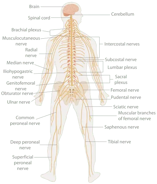 picture of how does the nervous system work