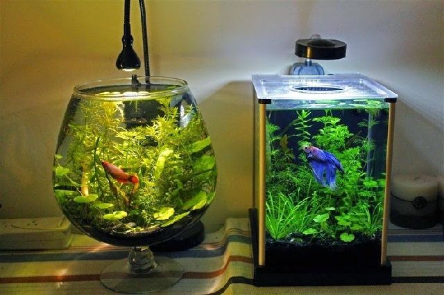  Aquarium  Cupang Unik Berikut Gambarnya yang  Cantik  