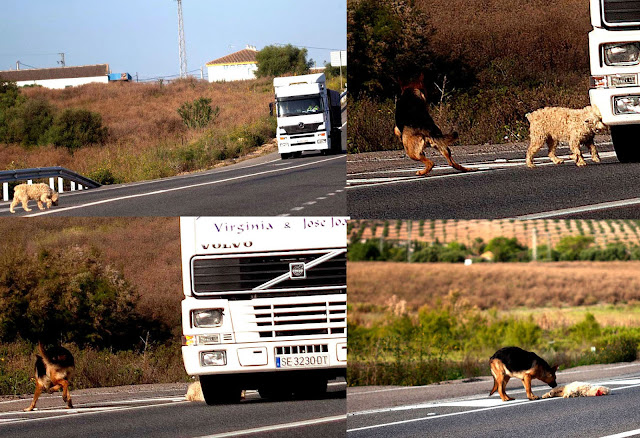 El triste momento llega y un camión atropella al perrito. La muerte, encarnada en un monstruo de hierro, le parte la cabeza al animal dejándolo con la cara desfigurada y desangrándose en la carretera. Es uno de los momentos más duros que me ha tocado vivir.