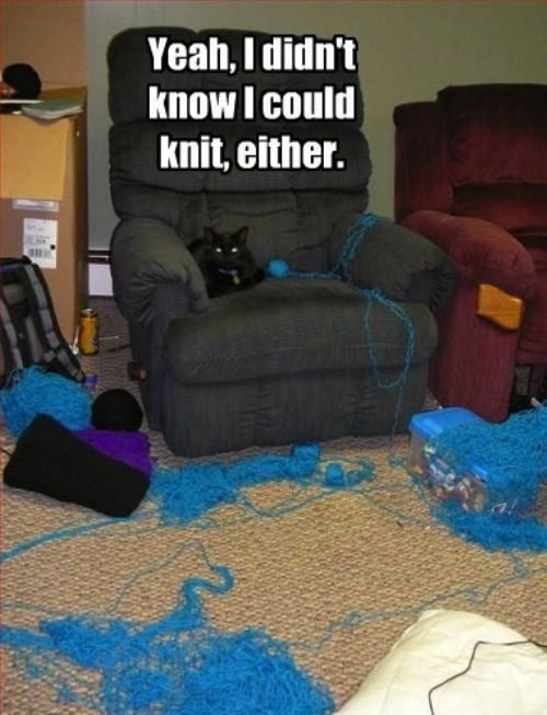 Funny Cat with Yarn