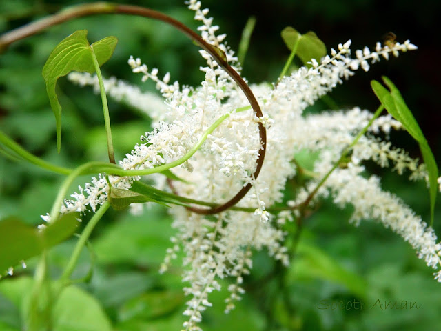 Astilbe thunbergii