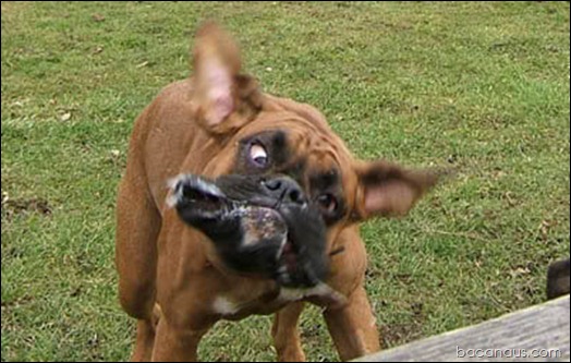 Crazy-sdgsdfgDog