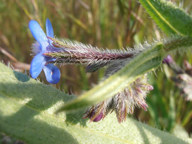 LENGUA DE BUEY: Anchusa azurea