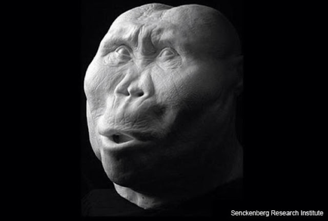 «Зиндж» — Paranthropus boisei