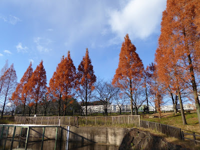 打上川治水緑地・メタセコイアの紅葉