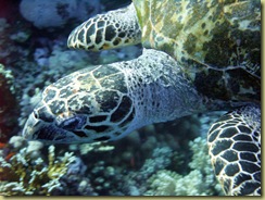 Turtle 3