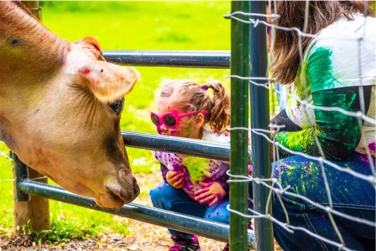 Meeting the cows