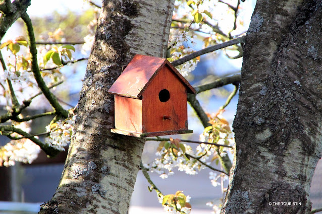 A red birdhouse with a round entrance hole hanging in a white blooming tree.