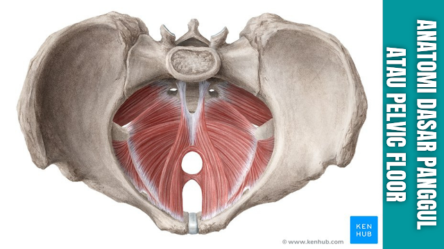 Anatomi Dasar Panggul atau Pelvic Floor Manusia Jeroan panggul atau pelvic viscera (kandung kemih, rektum, organ genital panggul dan bagian terminal uretra) berada di dalam rongga panggul atau pelvic cavity (atau panggul sejati). Rongga ini terletak di bagian bawah panggul, di bawah pinggiran panggul.  Sejumlah otot membantu membentuk dinding rongga – dinding lateral termasuk otot obturator internus dan otot piriformis, dengan yang terakhir juga membentuk dinding posterior.  Struktur Dasar Panggul Dasar panggul adalah struktur berbentuk corong. Ini menempel pada dinding panggul yang lebih rendah, memisahkan rongga panggul atau pelvic cavity dari perineum inferior (daerah yang meliputi alat kelamin dan anus).  Untuk memungkinkan buang air kecil dan buang air besar, ada beberapa celah di dasar panggul. Ada dua 'lubang' yang memiliki arti penting :  Hiatus Urogenital Celah yang terletak di anterior, yang memungkinkan lewatnya uretra (dan vagina pada wanita). Hiatus Rektal Celah yang terletak di tengah, yang memungkinkan lewatnya saluran anus.  Di antara hiatus urogenital dan saluran anus terdapat nodus fibrosa yang dikenal sebagai badan perineum.    Fungsi Dasar Panggul Sebagai dasar rongga panggul, otot-otot ini memiliki peran penting dalam berfungsinya organ panggul dan perut dengan benar.  Peran otot dasar panggul adalah :  Dukungan viscera abdominopelvic (kandung kemih, usus, rahim dll) melalui kontraksi tonik mereka. Resistensi terhadap peningkatan tekanan intra-panggul/abdomen selama aktivitas seperti batuk atau mengangkat benda berat. Kontinensia urin dan feses. Serabut otot memiliki aksi sfingter pada rektum dan uretra. Mereka rileks untuk memungkinkan buang air kecil dan buang air besar.    Otot Dasar Panggul Saat mempelajari tentang otot-otot dasar panggul, penting untuk mengingat strukturnya yang berbentuk corong. Ada tiga komponen utama dasar panggul :  Otot levator ani (komponen terbesar) Otot koksigeus Penutup fascia otot  A. Otot Levator Ani Dipersarafi oleh ramus anterior S4 dan cabang nervus pudendus (akar S2, S3 dan S4). Levator ani adalah lembaran otot yang luas. Ini terdiri dari tiga otot berpasangan yang terpisah; pubococcygeus, puborectalis dan iliococcygeus.  Otot-otot ini memiliki perlekatan pada panggul sebagai berikut :  Anterior Badan kemaluan dari tulang panggul. Lateral Fasia yang menebal dari otot obturator internus, yang dikenal sebagai lengkung tendinosa. Posterior Spina iskiadika tulang panggul.  Puborektalis Otot puborektalis adalah selempang berbentuk U, memanjang dari badan tulang kemaluan, melewati hiatus urogenital, di sekitar lubang anus. Kontraksi toniknya membengkokkan saluran ke anterior, menciptakan sudut anorektal (90 derajat) pada sambungan anorektal (tempat rektum bertemu dengan anus).  Fungsi utama otot tebal ini adalah untuk mempertahankan kontinensia feses, selama buang air besar otot ini rileks.  Beberapa serat otot puborektalis (serat pra-rektal) membentuk selempang berbentuk U lain yang mengapit uretra pada pria dan uretra dan vagina pada wanita (dalam beberapa buku teks mereka muncul sebagai pubovaginalis atau sfingter uretra / vaginae). Serat-serat ini sangat penting dalam menjaga kontinensia urin, terutama selama peningkatan tekanan intra-abdomen secara tiba-tiba, yaitu saat bersin.  Pubococcygeus Serat otot pubococcygeus adalah konstituen utama dari levator ani. Mereka muncul dari corpus os pubis dan aspek anterior arkus tendinus. Serabut berjalan di sekitar margin hiatus urogenital dan berjalan posteromedial, menempel pada coccyx dan ligamentum anococcygeal.  Iliococcygeus The iliococcygeus memiliki serat otot tipis, yang mulai anterior pada spina iskiadika dan aspek posterior dari lengkungan tendinous. Mereka menempel di posterior ke tulang ekor dan ligamen anococcygeal. Bagian levator ani ini adalah "levator" sebenarnya dari ketiganya: aksinya mengangkat dasar panggul dan kanal anorektal.  B. Otot Coccygeus Dipersarafi oleh rami anterior S4 dan S5. Coccygeus (atau ischiococcygeus) adalah komponen dasar panggul yang lebih kecil dan paling posterior – karena otot levator ani terletak di anterior. Berasal dari spina iskiadika dan berjalan ke aspek lateral sakrum dan tulang ekor, sepanjang ligamen sakrospinosa.    Nah itu dia bahasa dari anatomi dasar panggul atau pelvic floor. Melalui bahasan diatas bisa diketahui mengenai anatomi dari dasar panggul atau pelvic floor. Mungkin hanya itu yang bisa disampaikan di dalam artikel ini, mohon maaf bila terjadi kesalahan di dalam penulisan, dan terimakasih telah membaca artikel ini."God Bless and Protect Us"  Referensi : teachmeanatomy.info