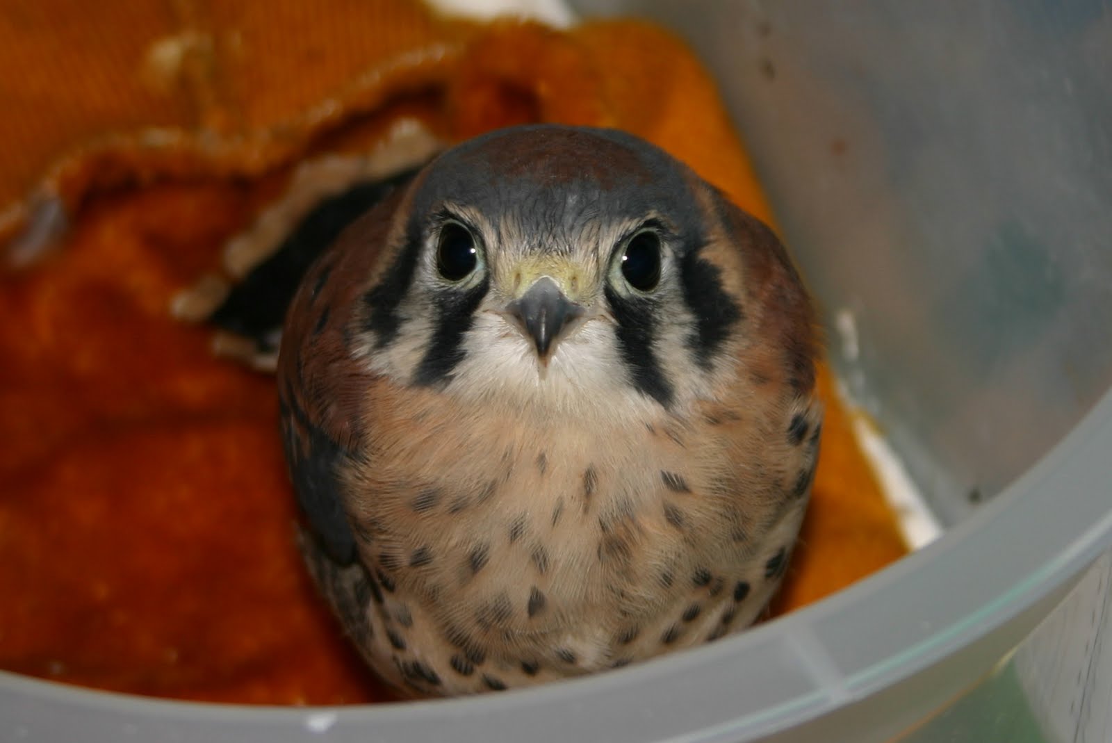 injured wild bird help injured wild bird help