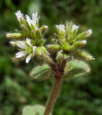 Céraiste aggloméré (Cerastium glomeratum)