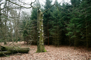 natuurfotografie; echte tonderzwam