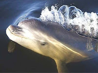 delfín burrunan