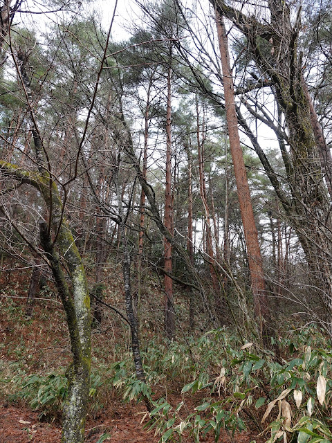 鳥取県西伯郡伯耆町丸山　ふれあいの森キャンプ場に向かう