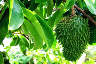  How To Cultivate Soursop Leaves To Cure High Blood