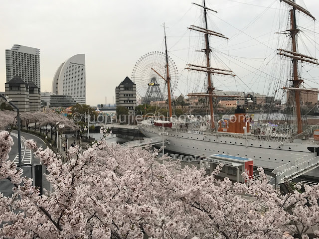 Japan cherry blossoms