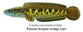 Poison Serpent Oranye